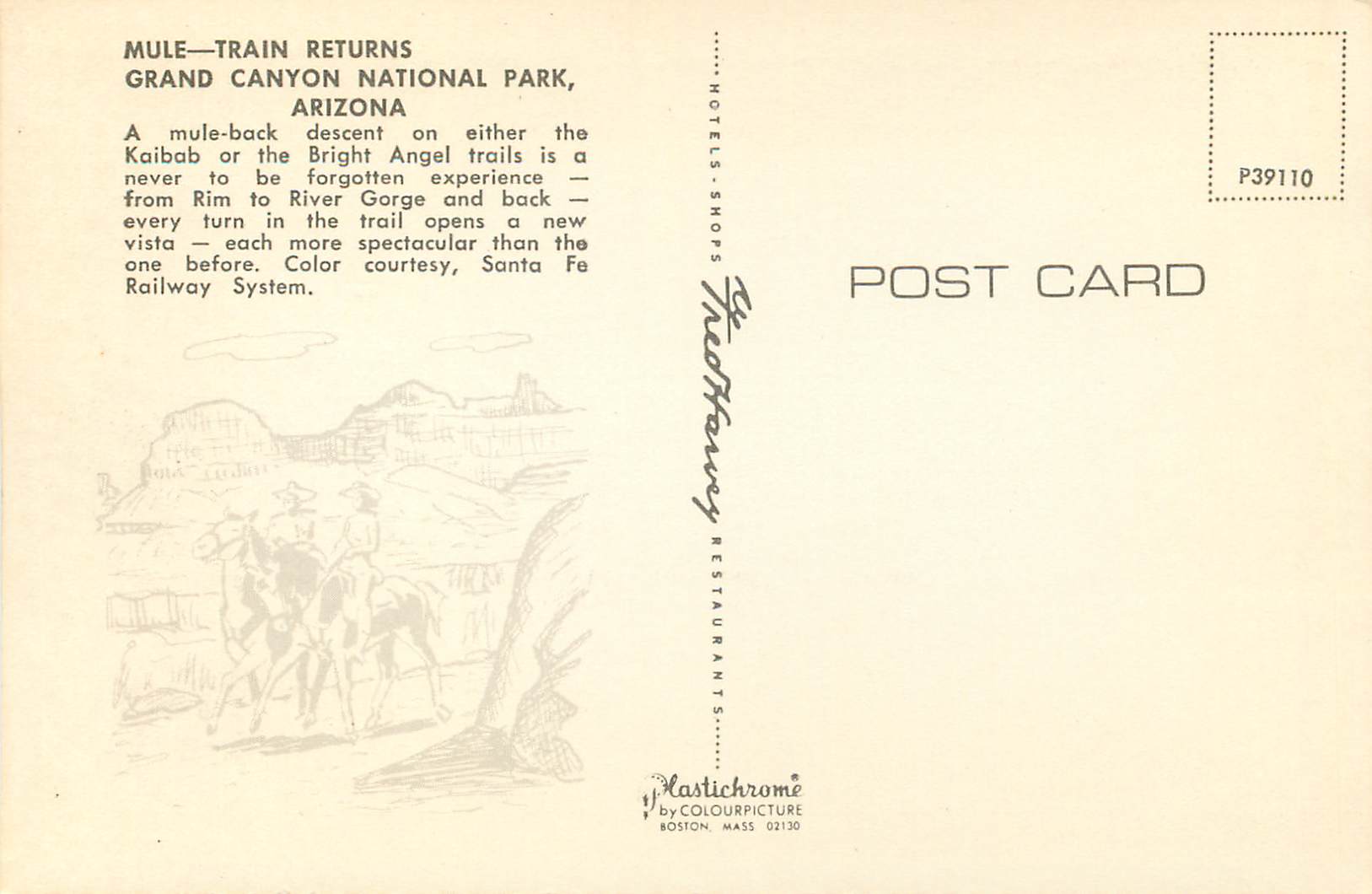 CPM Grand Canyon National Park Arizona Mule Train Returns — Back
