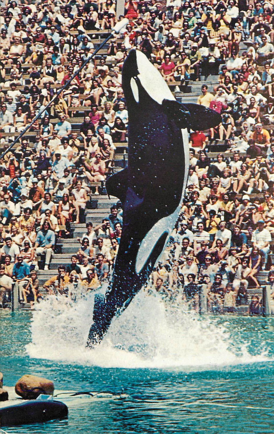 CPM Shamu Sea World's famous Killer Whale Four tons of Killer Whale leaping 20 feet San Diego California