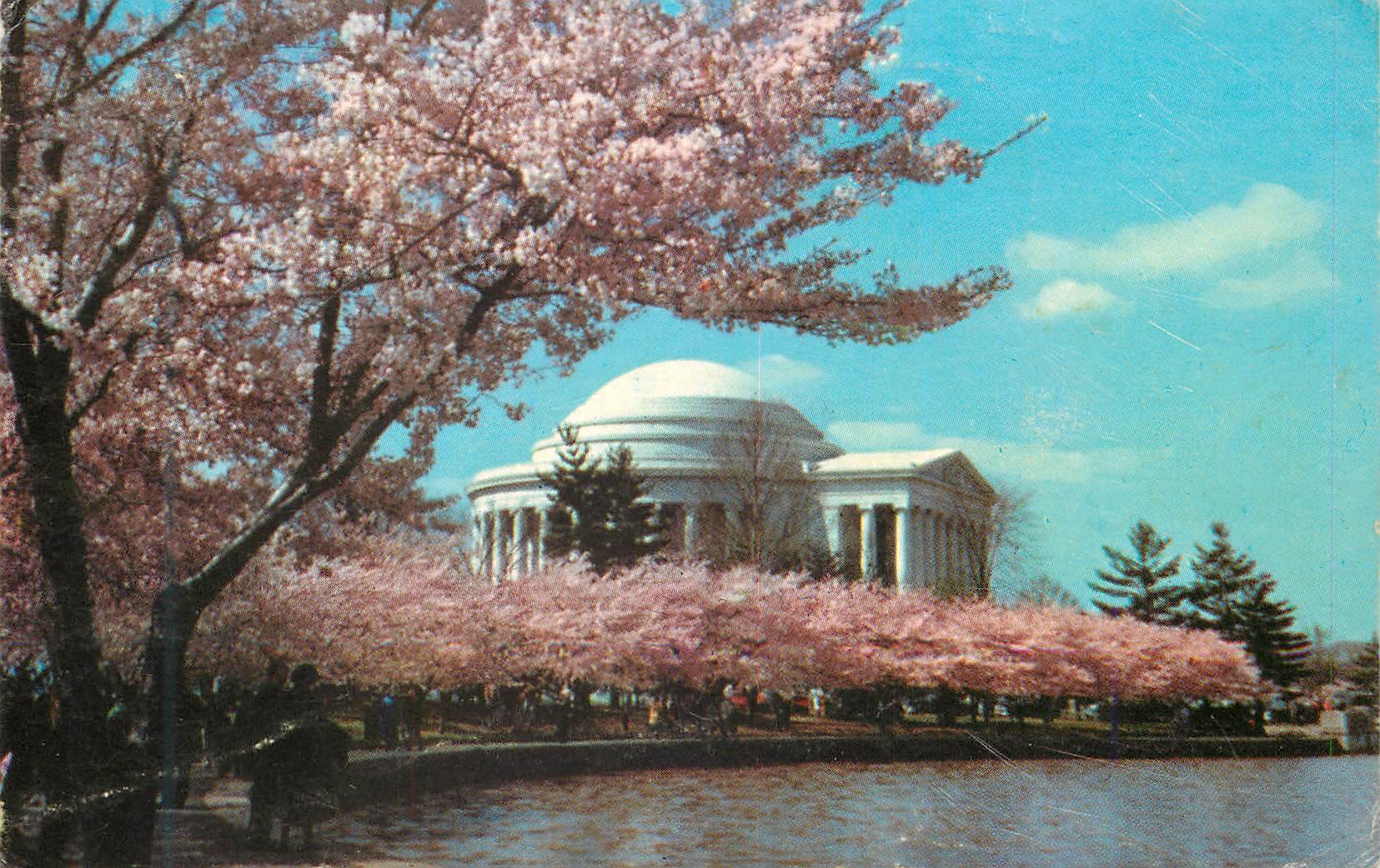 CPM Jefferson Memorial Appears in its most Beautiful Setting usually early in April