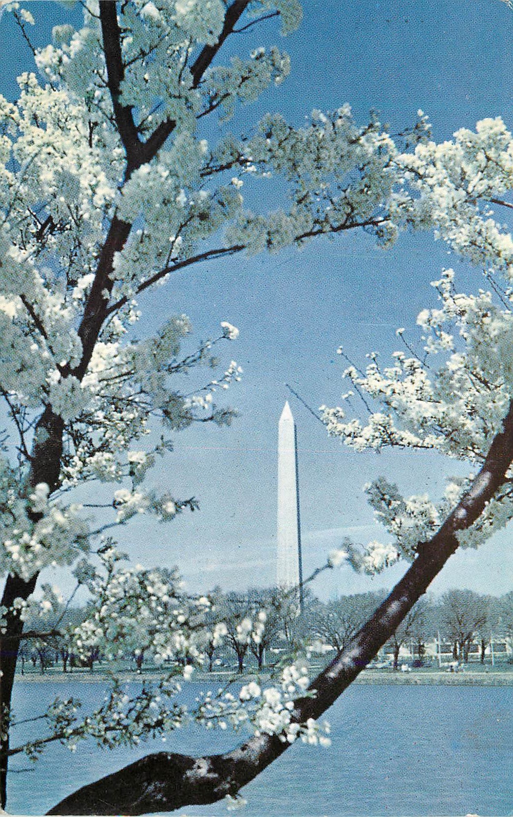 CPM The Washington Monument the White Marble shaft rises 555 feet