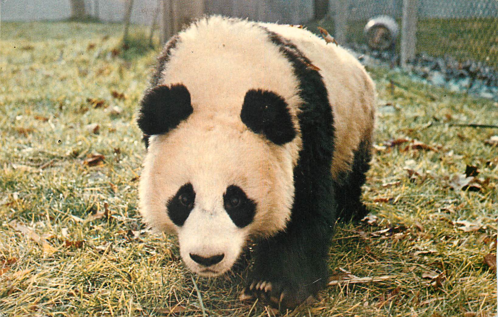 CPM National Zoological Park Washington DC Panda