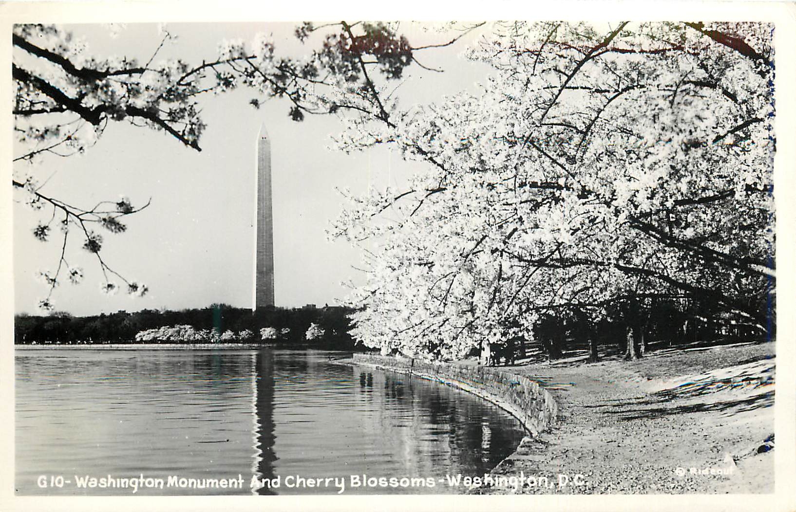 CPM Washington Monument and Cherry Blossoms Washington DC