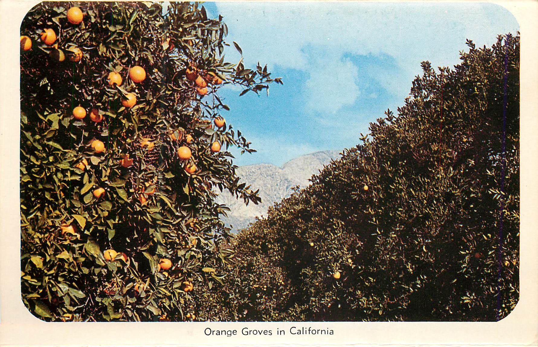 CPM Orange Groves in California Mt Whitney Elevation 14495 Highest Mountain in USA