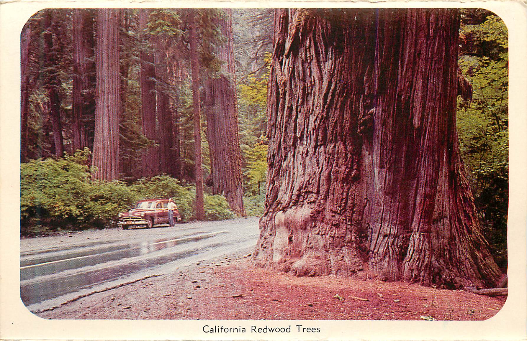 CPM California Redwood Trees Yosemite Falls Yosemite National Park California