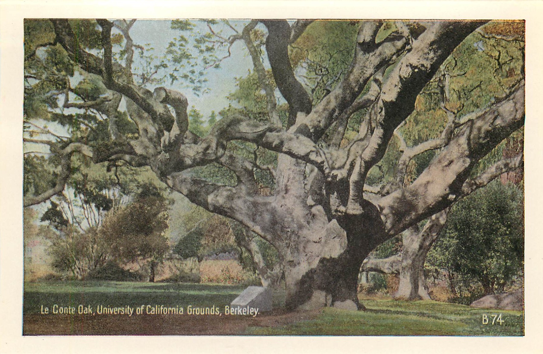 CPM Business Section Shattuck Ave Berkeley Cal Le Conte oak University of California Grounds Berkeley — Rückseite