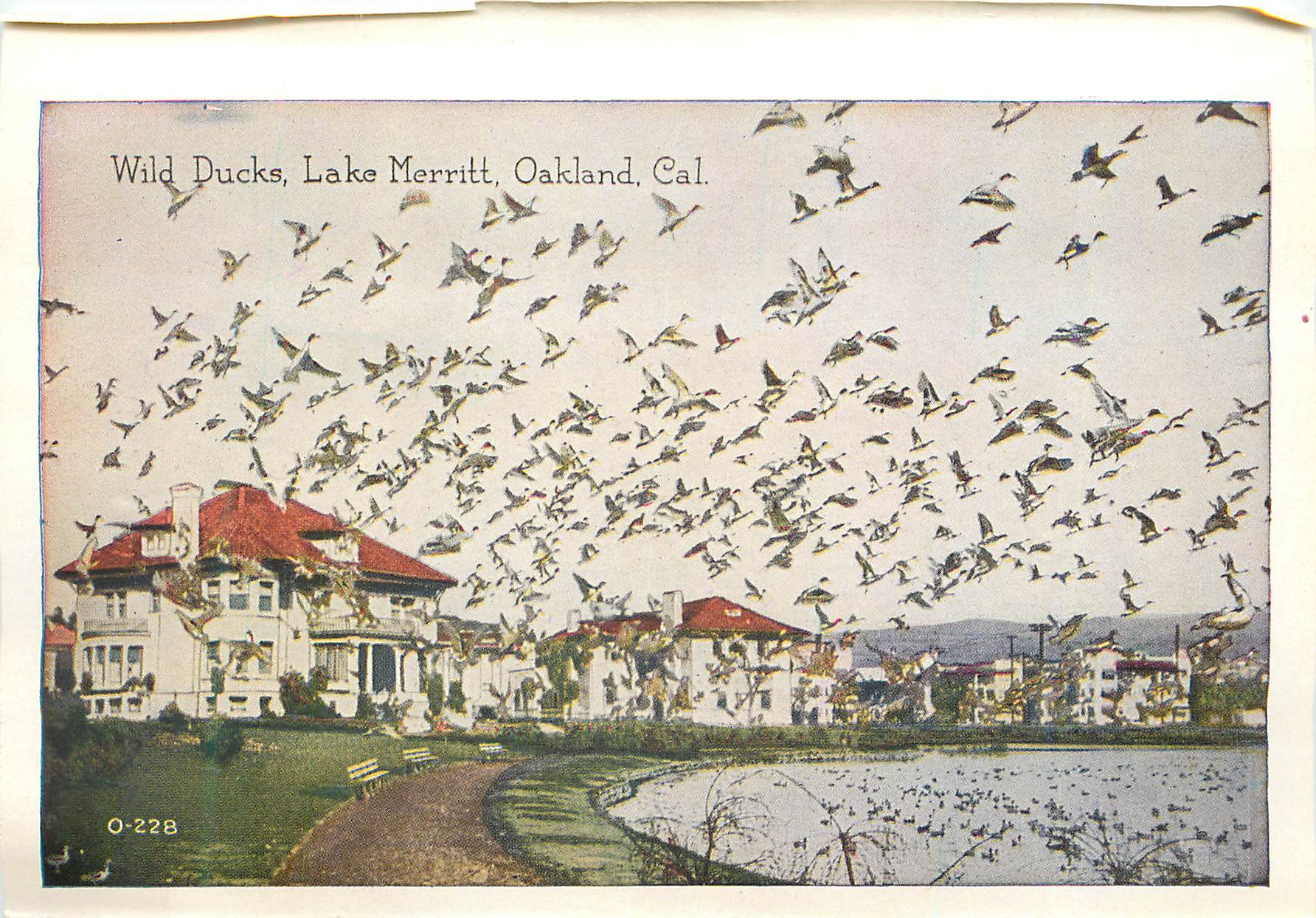 CPM Wild Ducks Lake Merritt Oakland Cal The Technical School Oakland Calif 