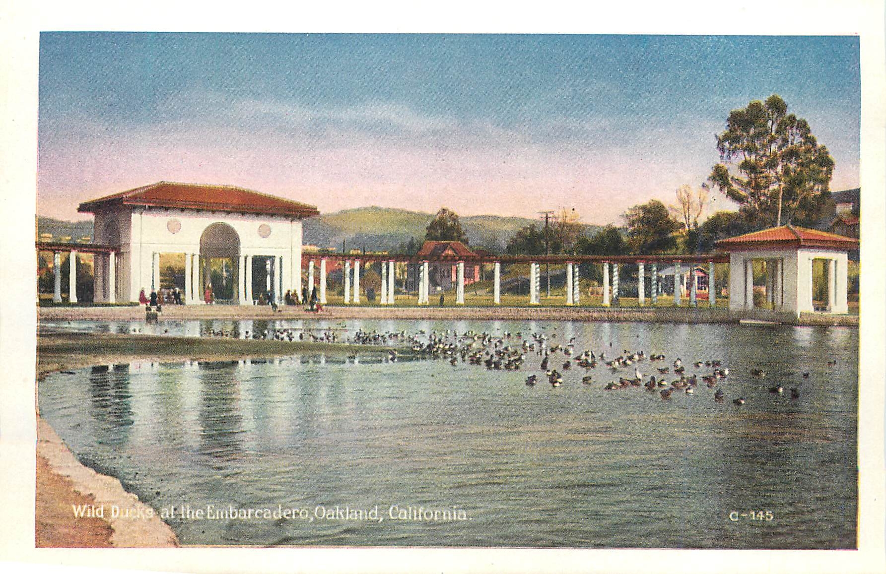 CPM The Wild Ducks at The Embarcadero Oakland California The Heart of the City Oakland California 