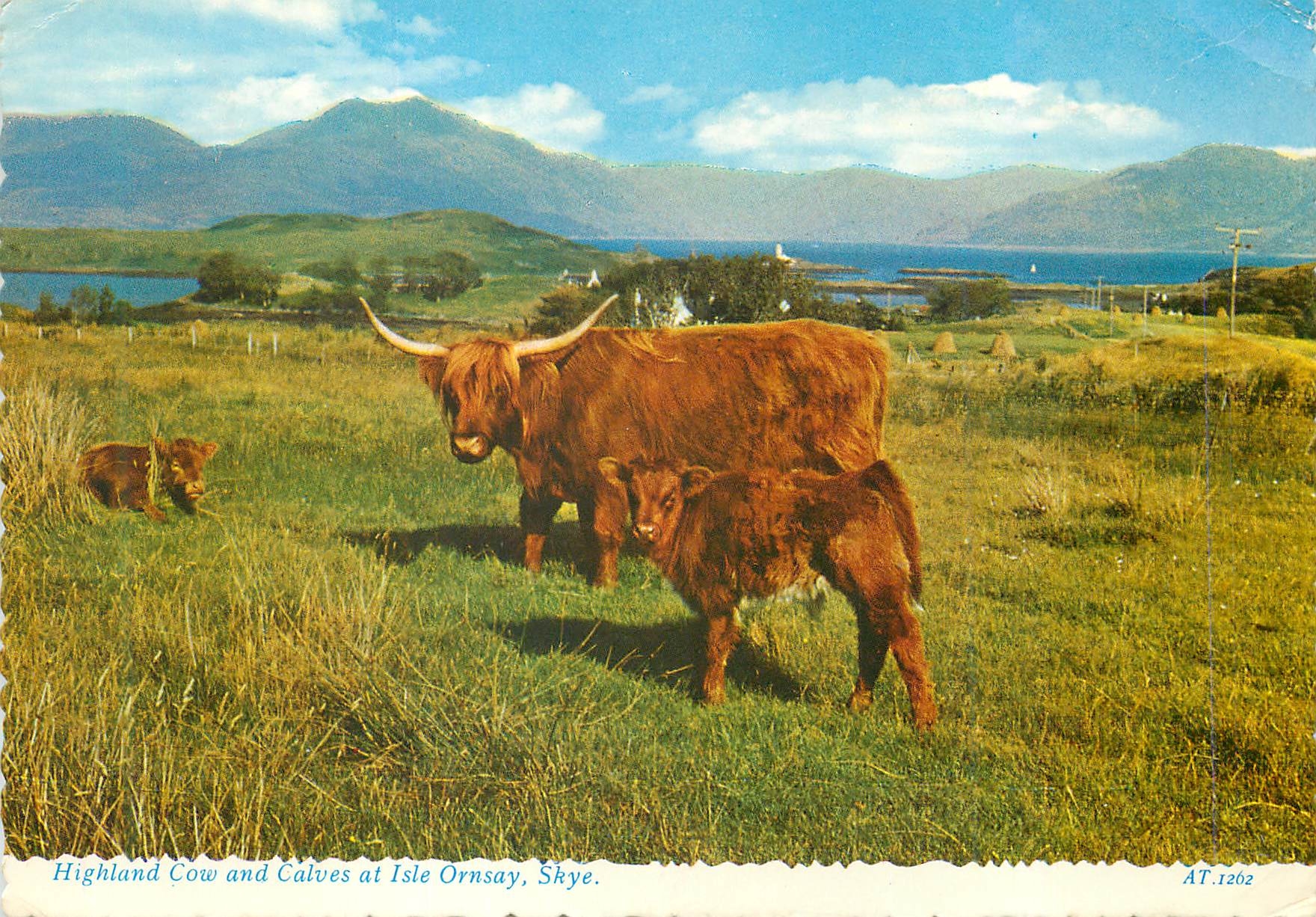 CPM Highland Cow and Calves at Isle Ornsay Skye