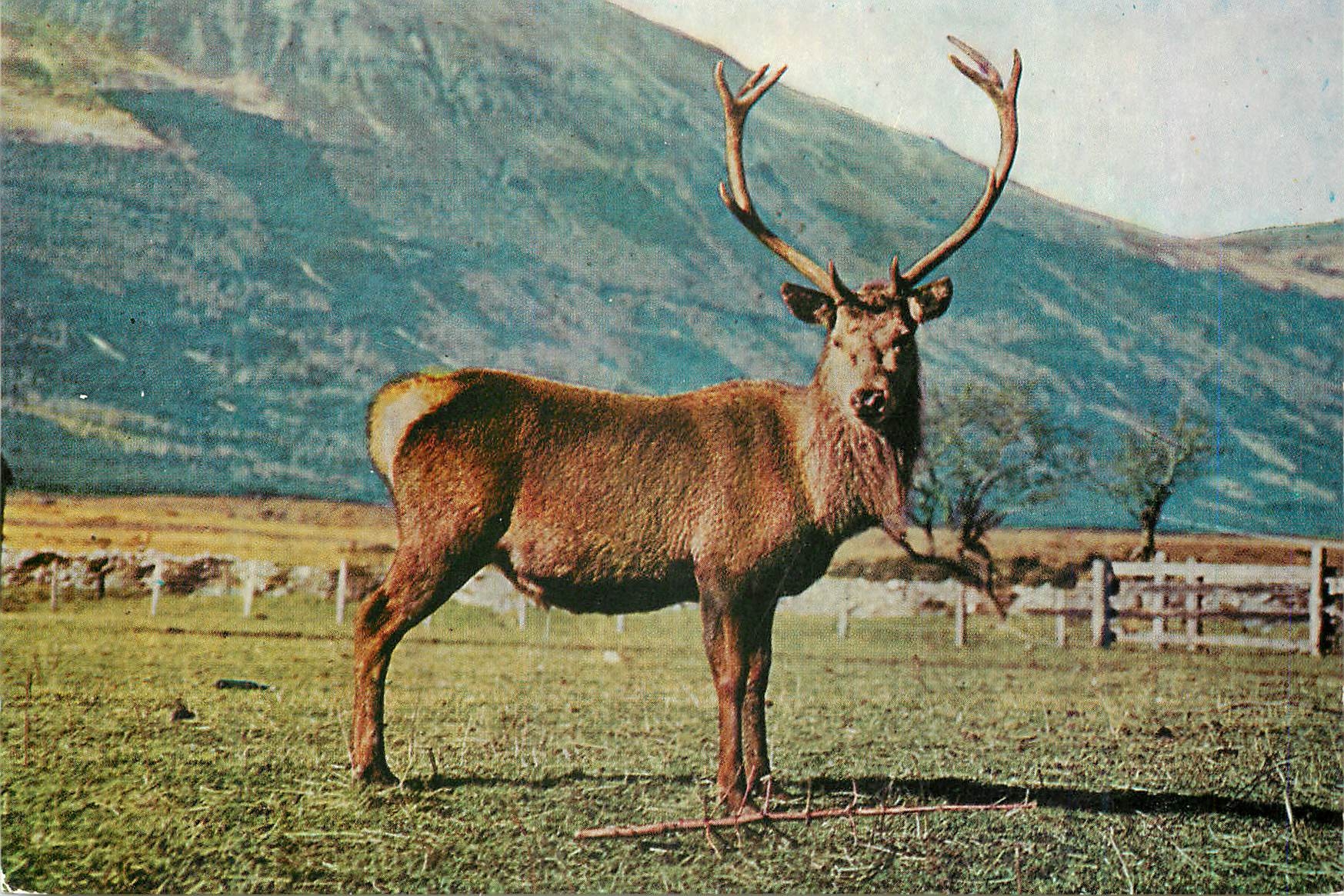 CPM Red Deer Stag Native of the Highlands of Scotland