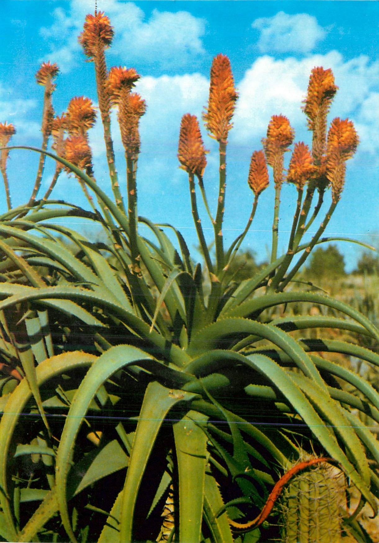 CPM Jardin Botanico Tropical Pinya de Rosa