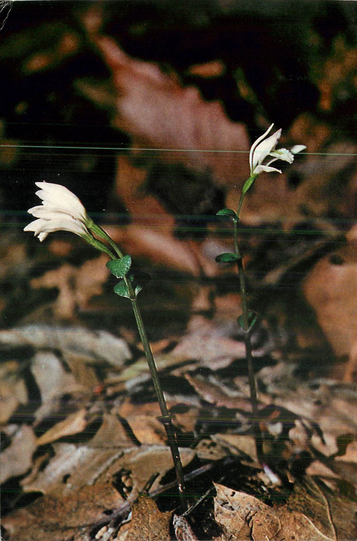 CPM Nodding Pogonia Three Birds