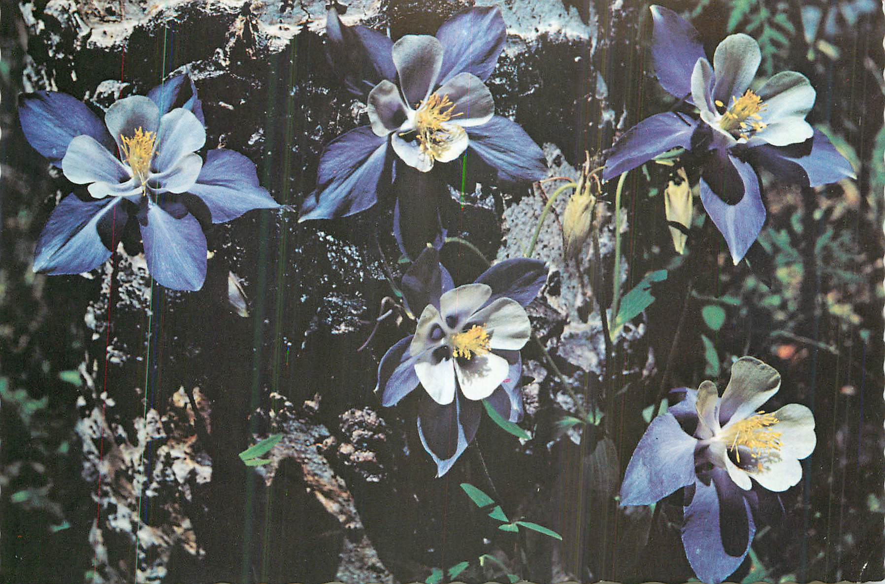 CPM Colorado Columbine State flower of COlorado