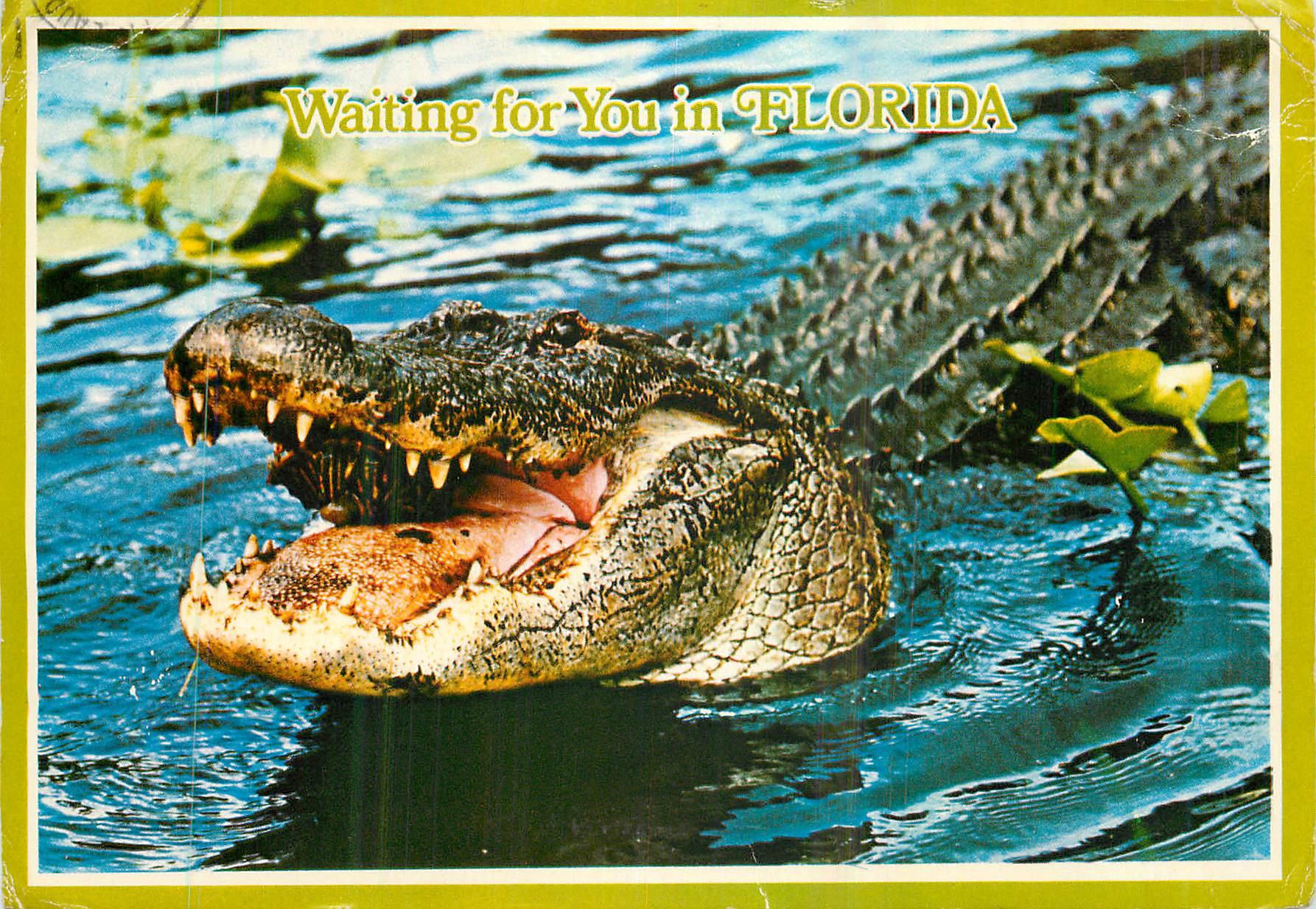 CPM Waiting for You in Florida Many of these Denizens Can be Found along Florida's Waterways Crocodile