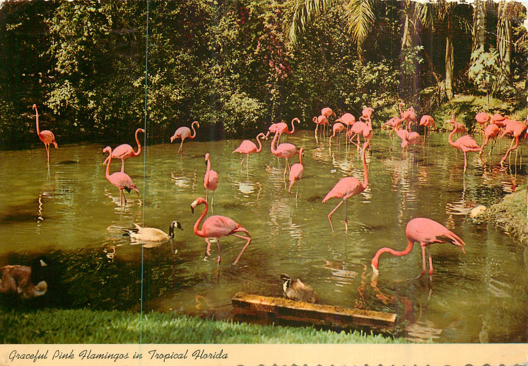 CPM Graceful Pink Flamingos in Tropical Florida