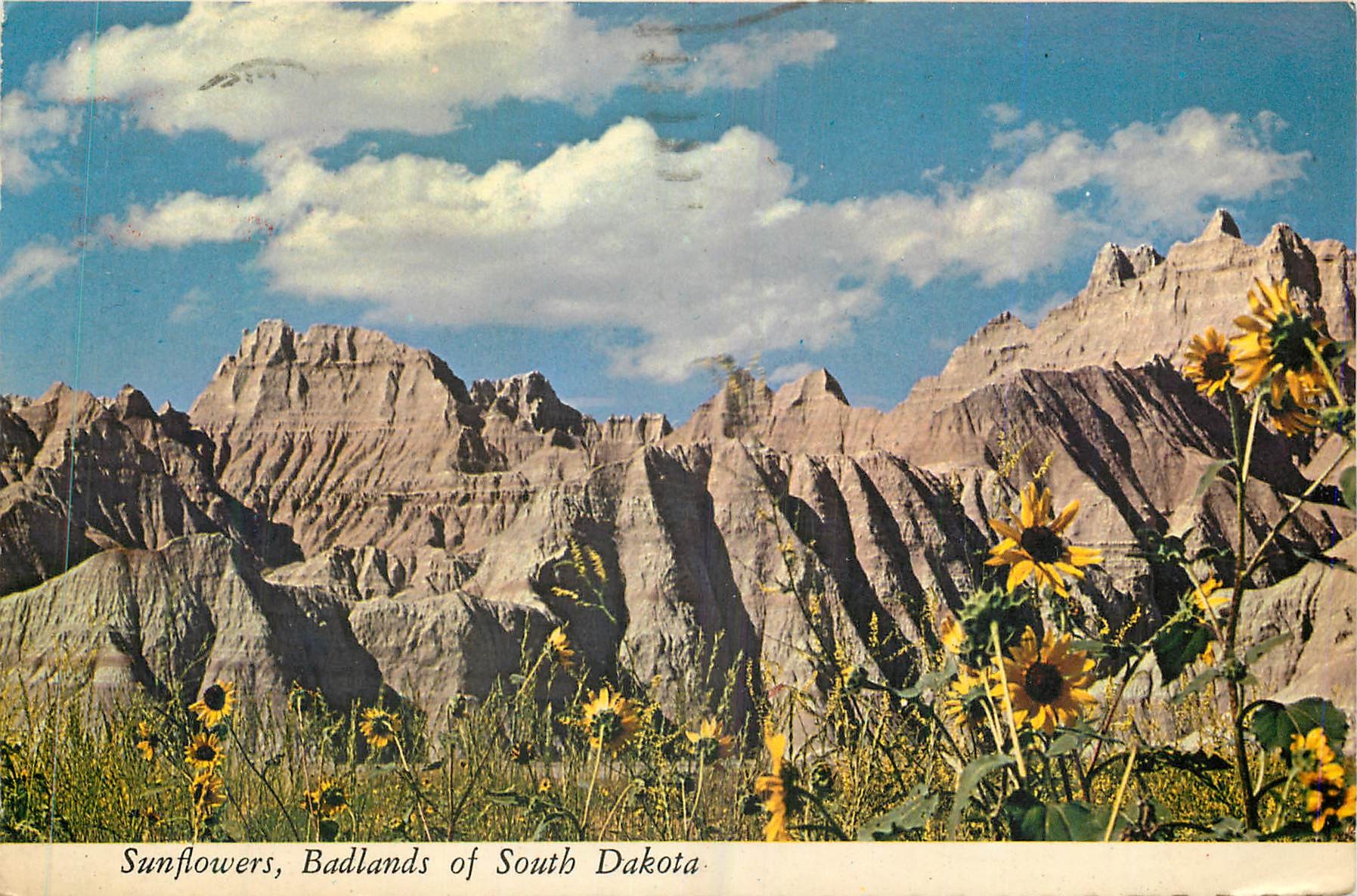 CPM Sunflowers Badlands of South Dakota