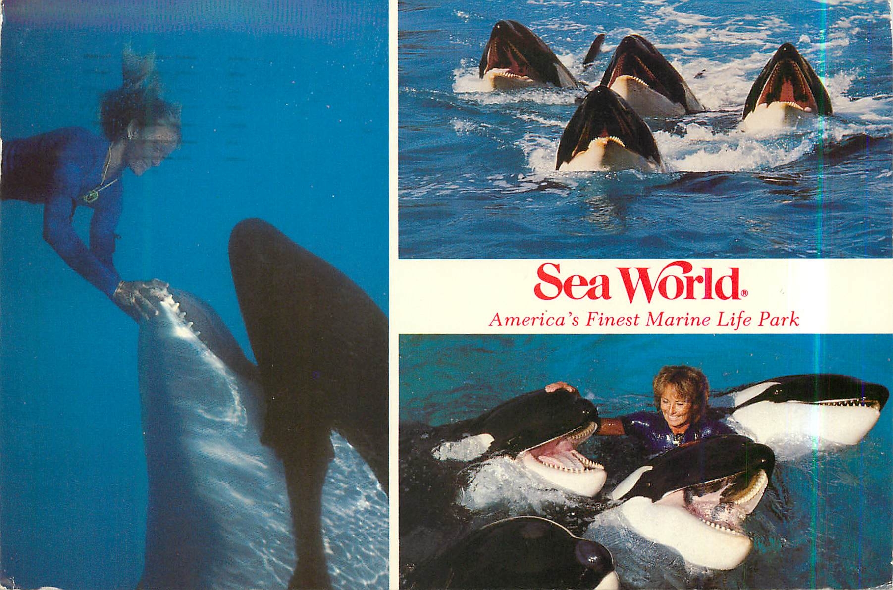 CPM Sea world American's Finest Marine Like Park San Diego california