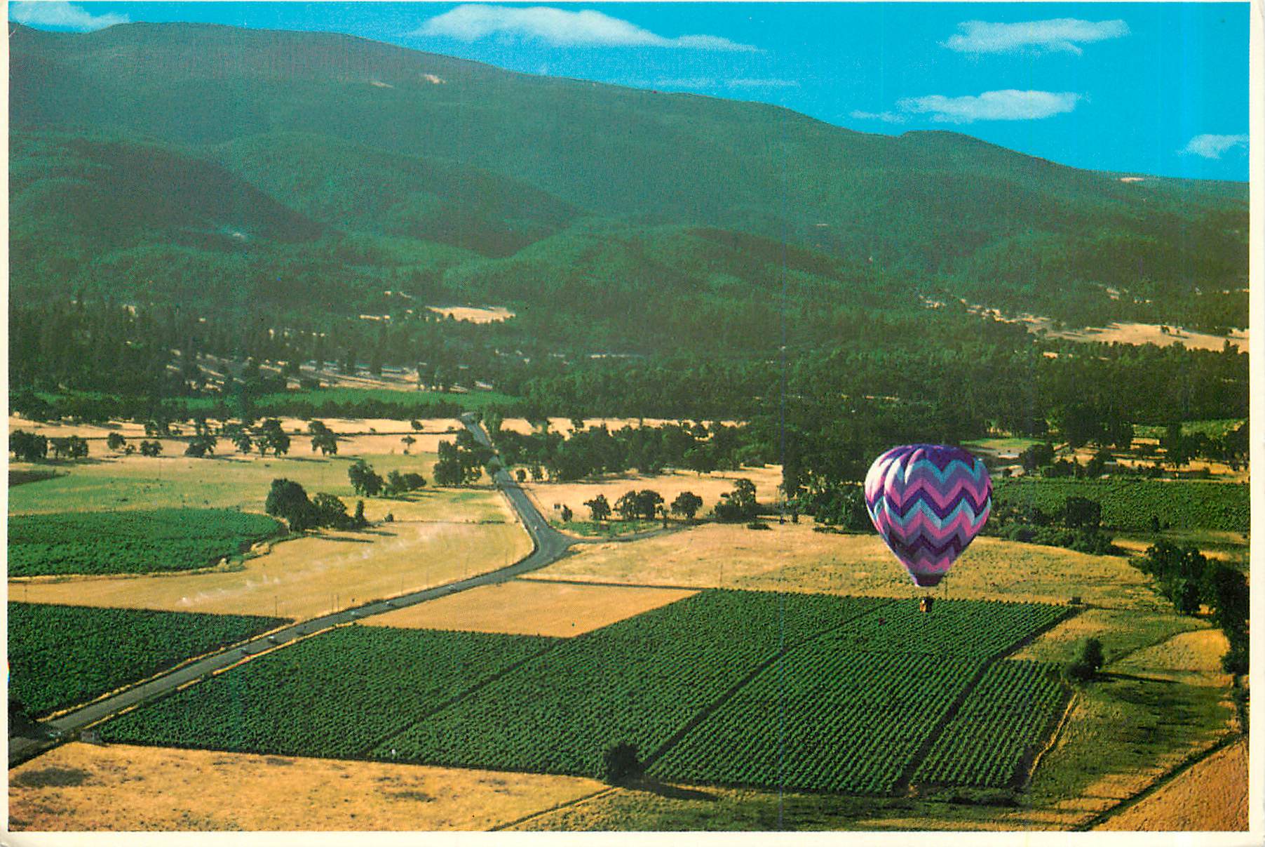 CPM Sonoma Vineyard 