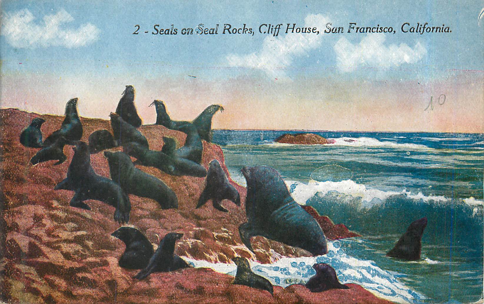 CPA Seals on Seal Rocks Cliff House San Francisco California