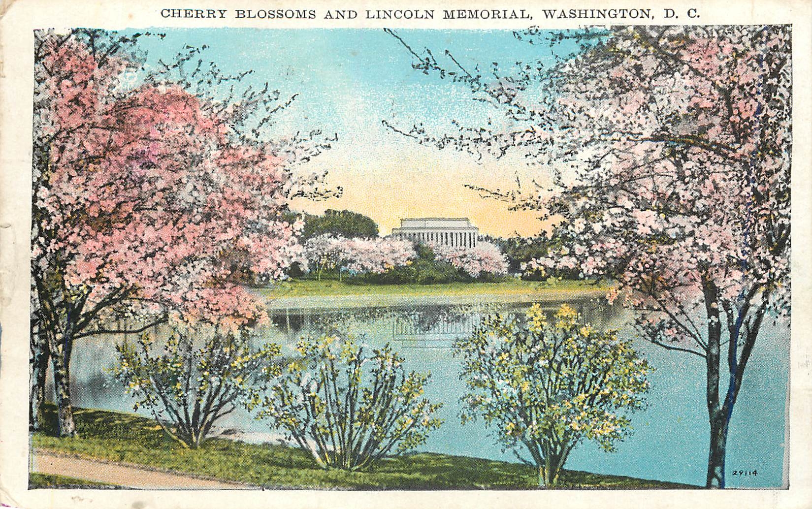 CPA Cherry Blossoms and Lincoln Memorial Washington DC
