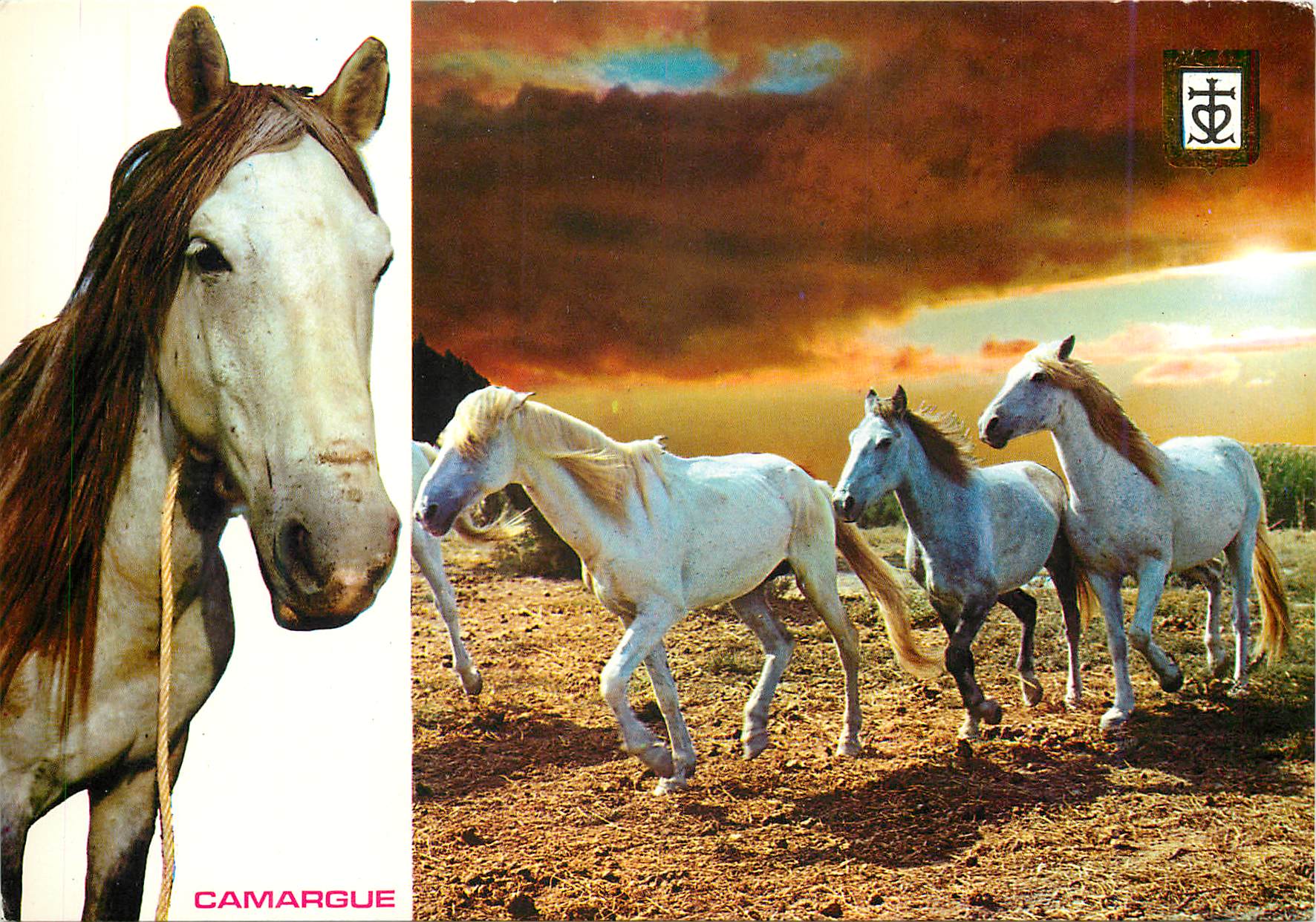 CPM Lumiere et Couleurs de la Camargue Cheveaux camarguals