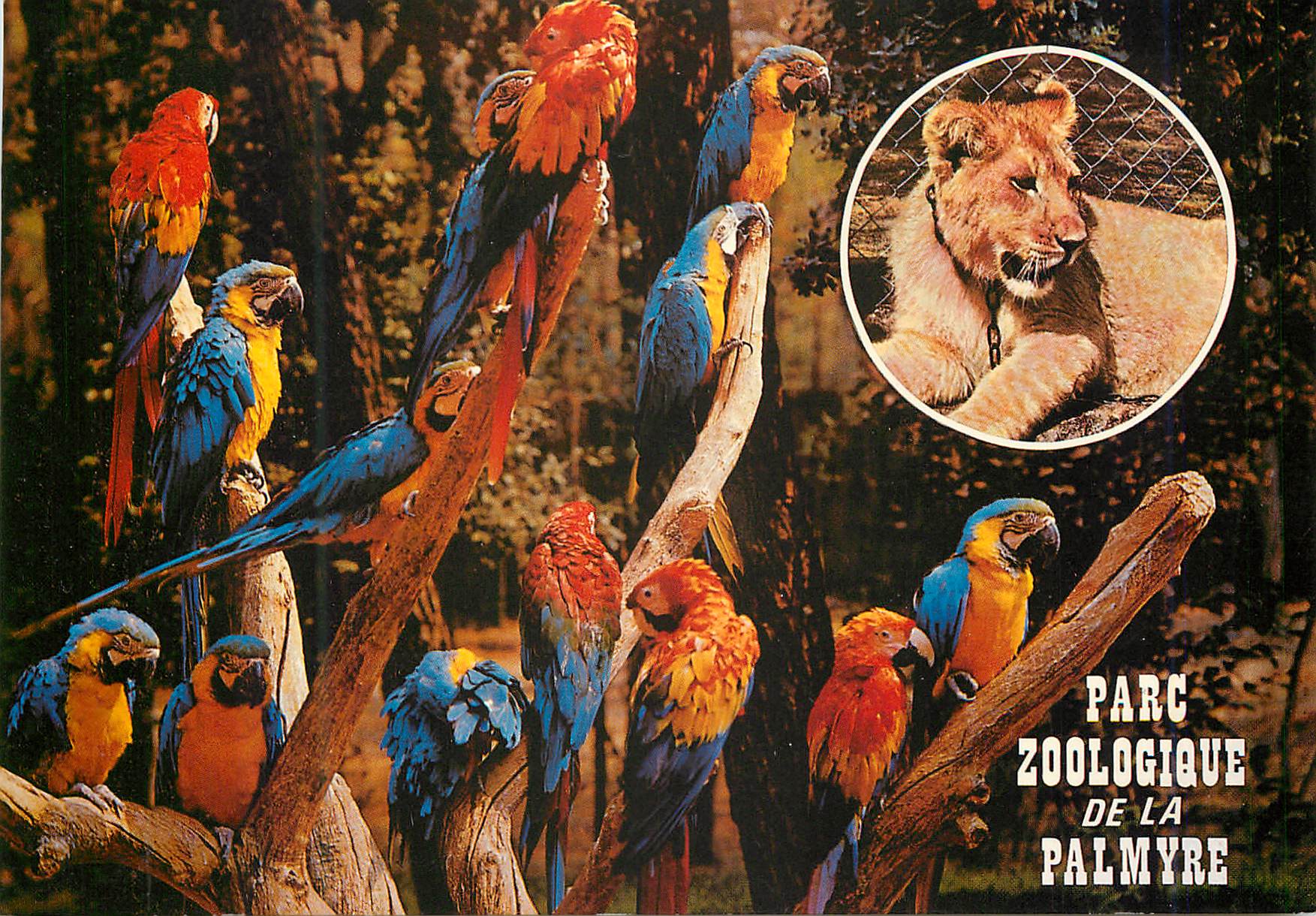 CPM Parc Zoologique de la Palmyre Royan Perroquet Lion
