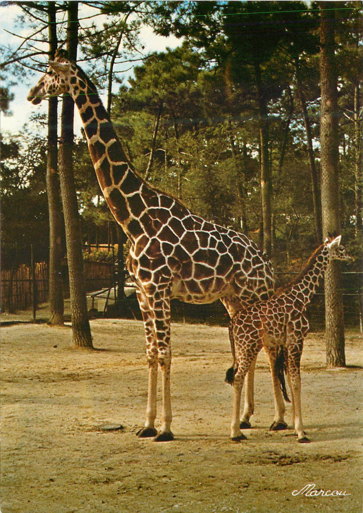 CPM Zoo de la Palmyre 17570 Royan Girafe Reticulee et son Girafon de 2 Mois Giraffe