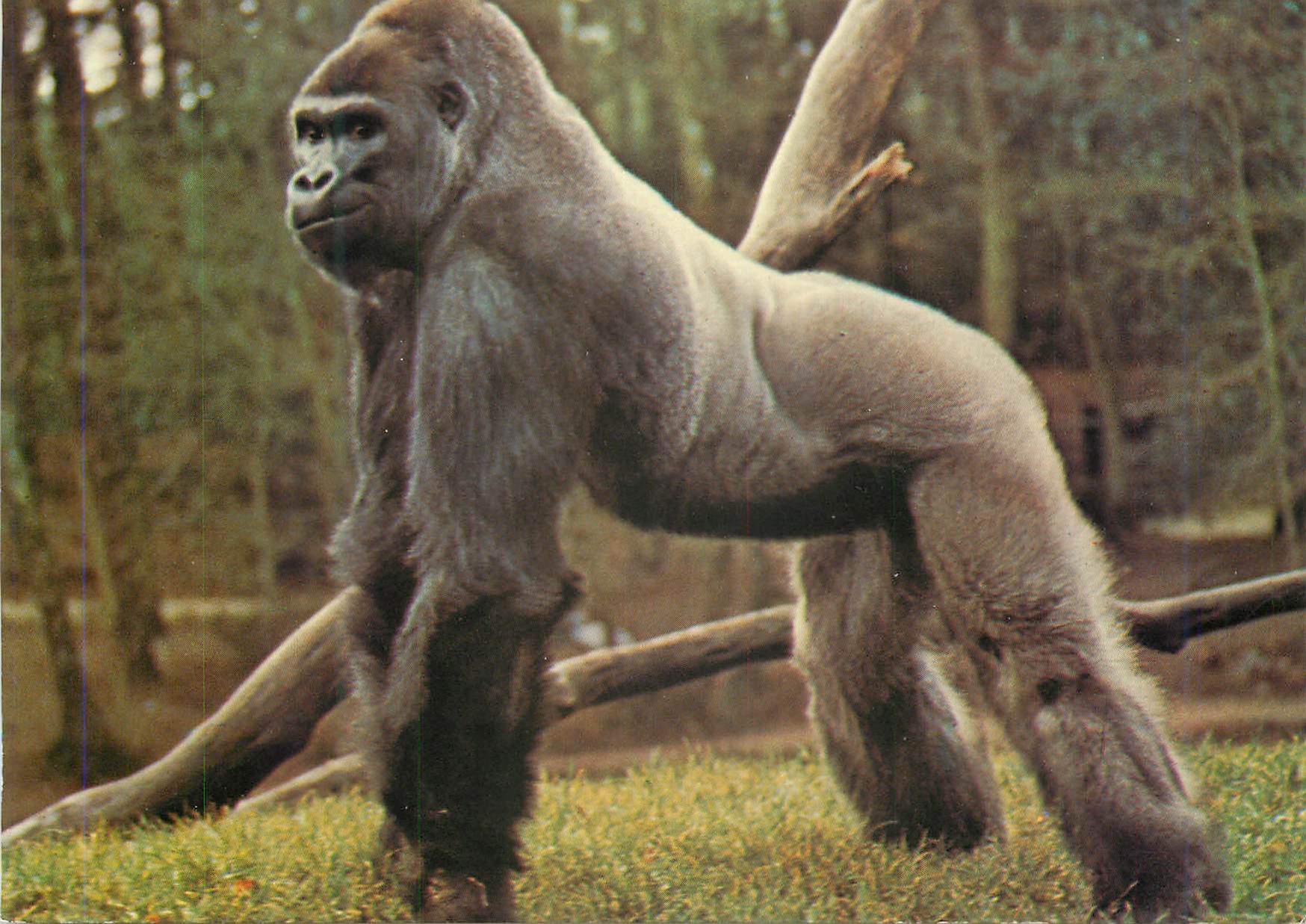 CPM Migger de Bale Suisse en 1964 Arrive a la Palmyre en 1980 Il Mesure 1 m 82 et Pese 190kg