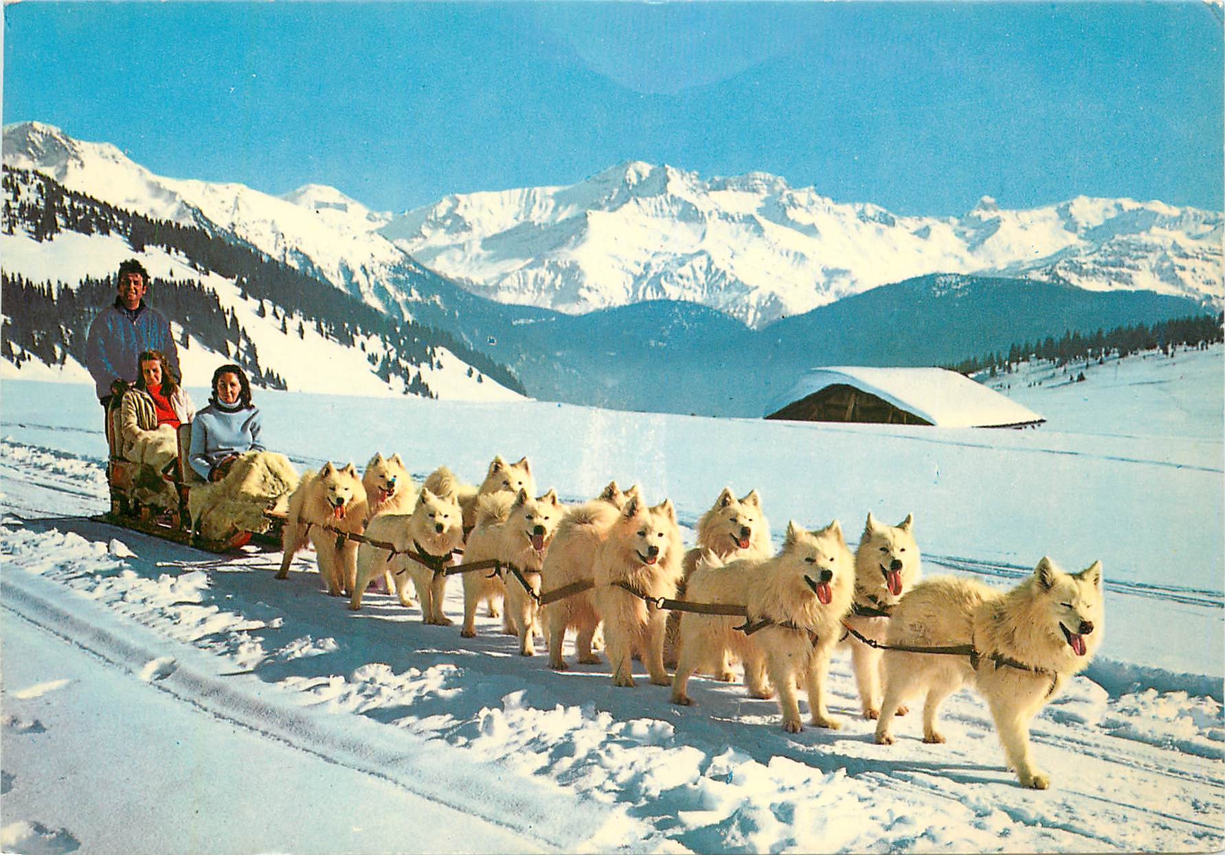 CPM Neige et Soleil Attelage de Chiens Samoyedes au col des Saisies Savoie Husky