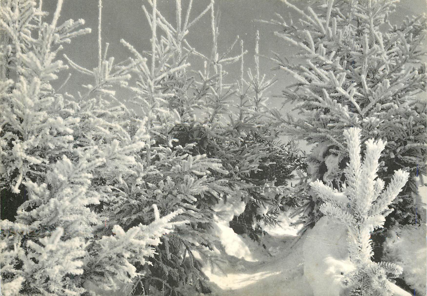 CPM Effet de givre