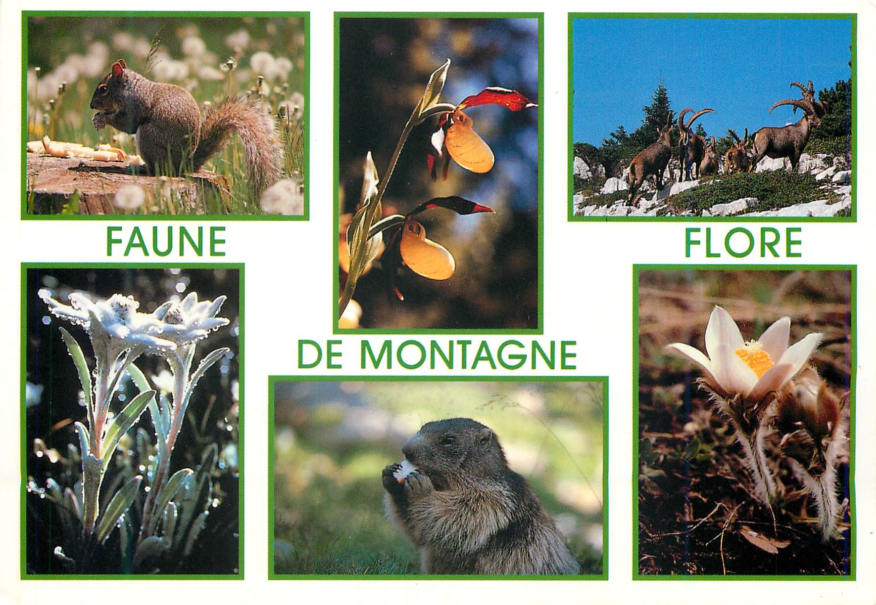 Faune et flore de montagne — 412 — Écureuil, sabot de vénus, bouquetins, edelweiss, marmotte et anémone — Clichés FLAMANT/SECA