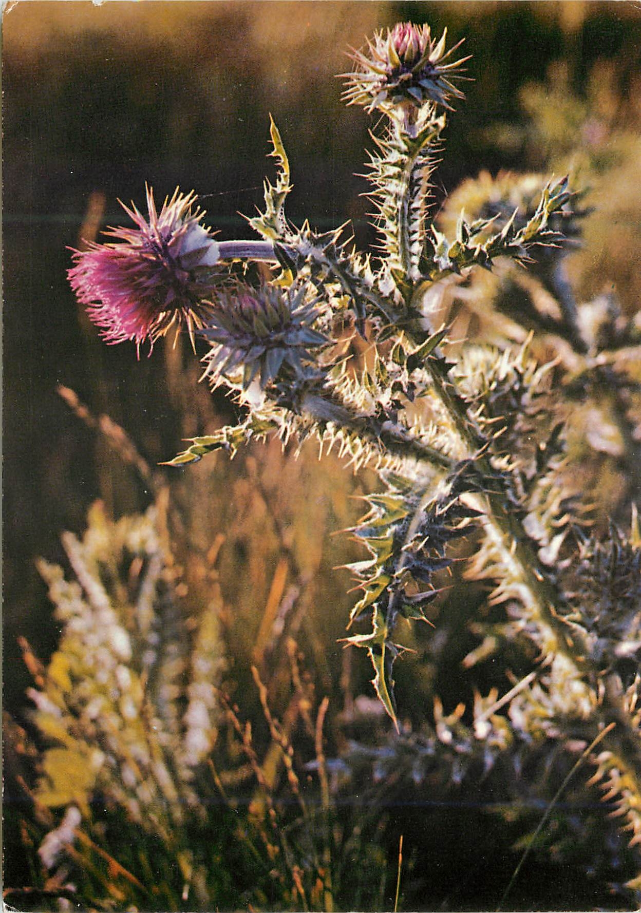 CPM Fleurs de bretagne chardons des duness