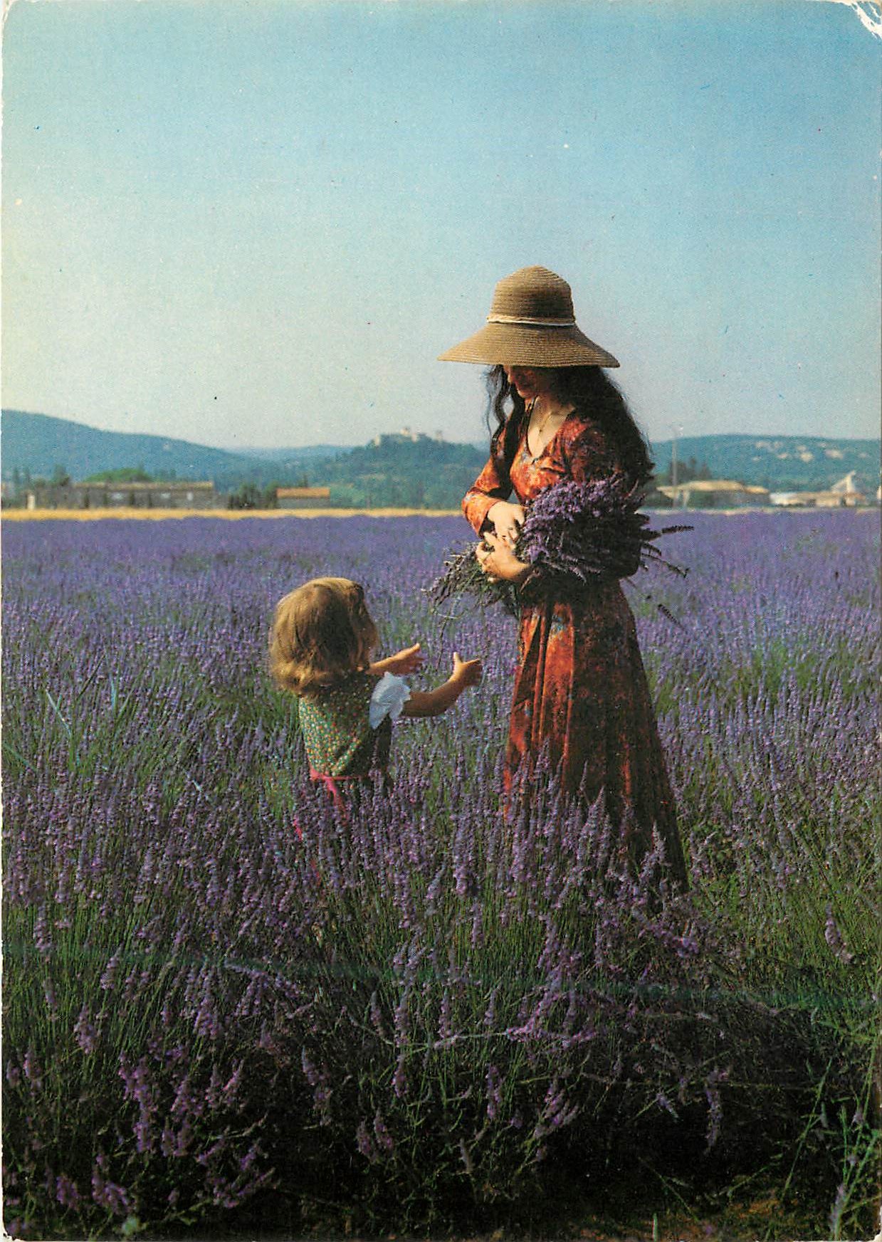 CPM Champ de lavande en provence