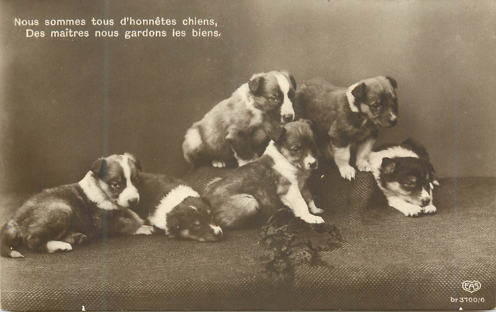 Chiots border collie — éditeur EAS n°3700/6