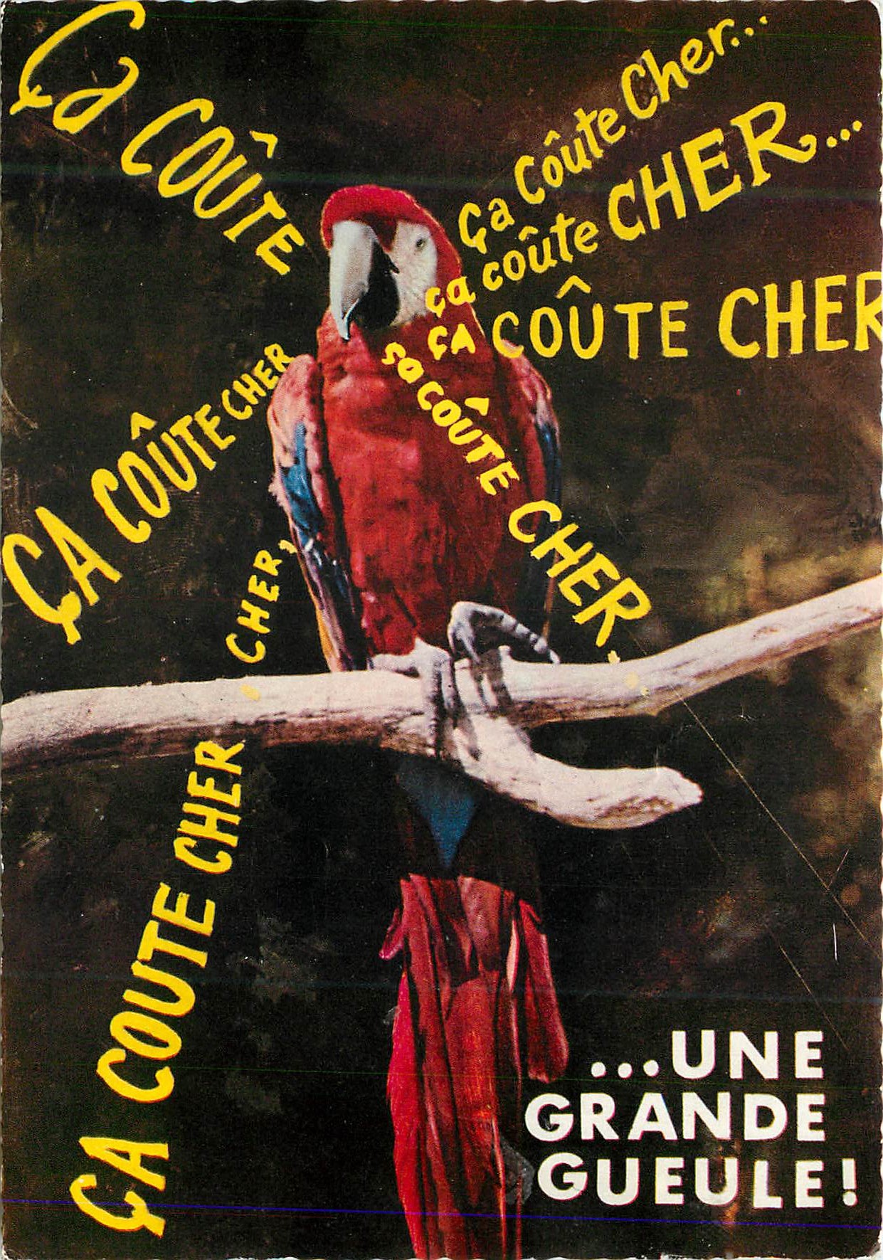 CPM Animaux humoristiques ara (amerique) Perroquet