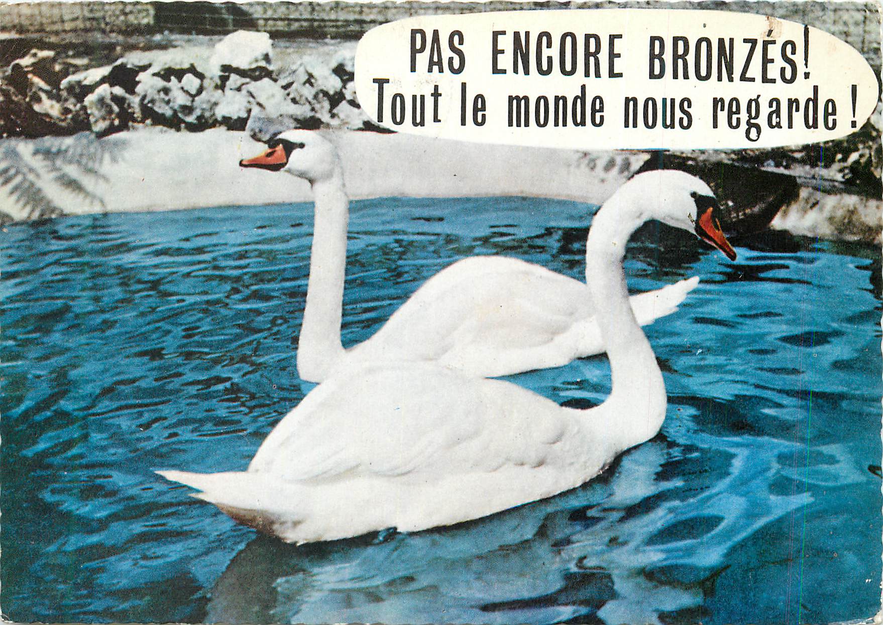 CPM Animaux humoristiques cygnes blancs
