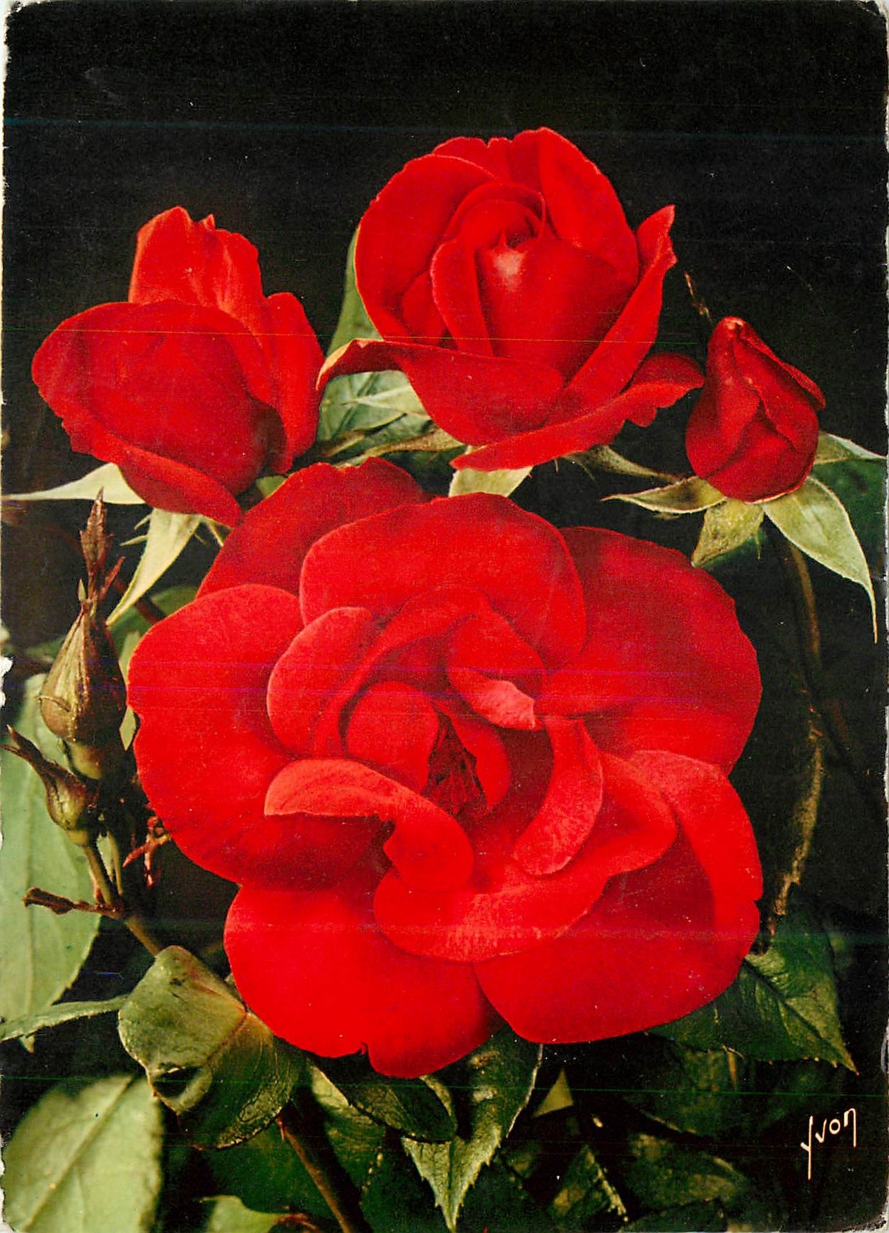 CPM Jolies roses de france president l seize