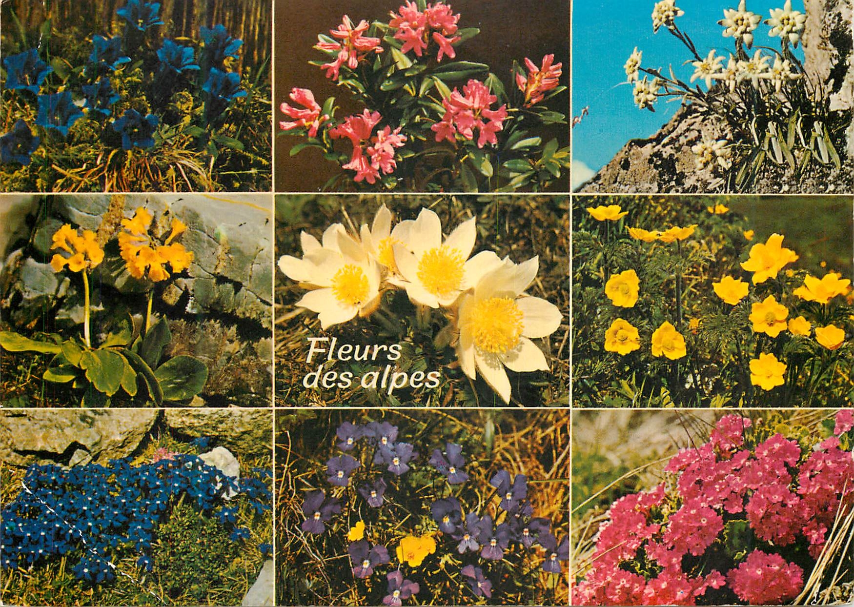 CPM Fleurs des alpes