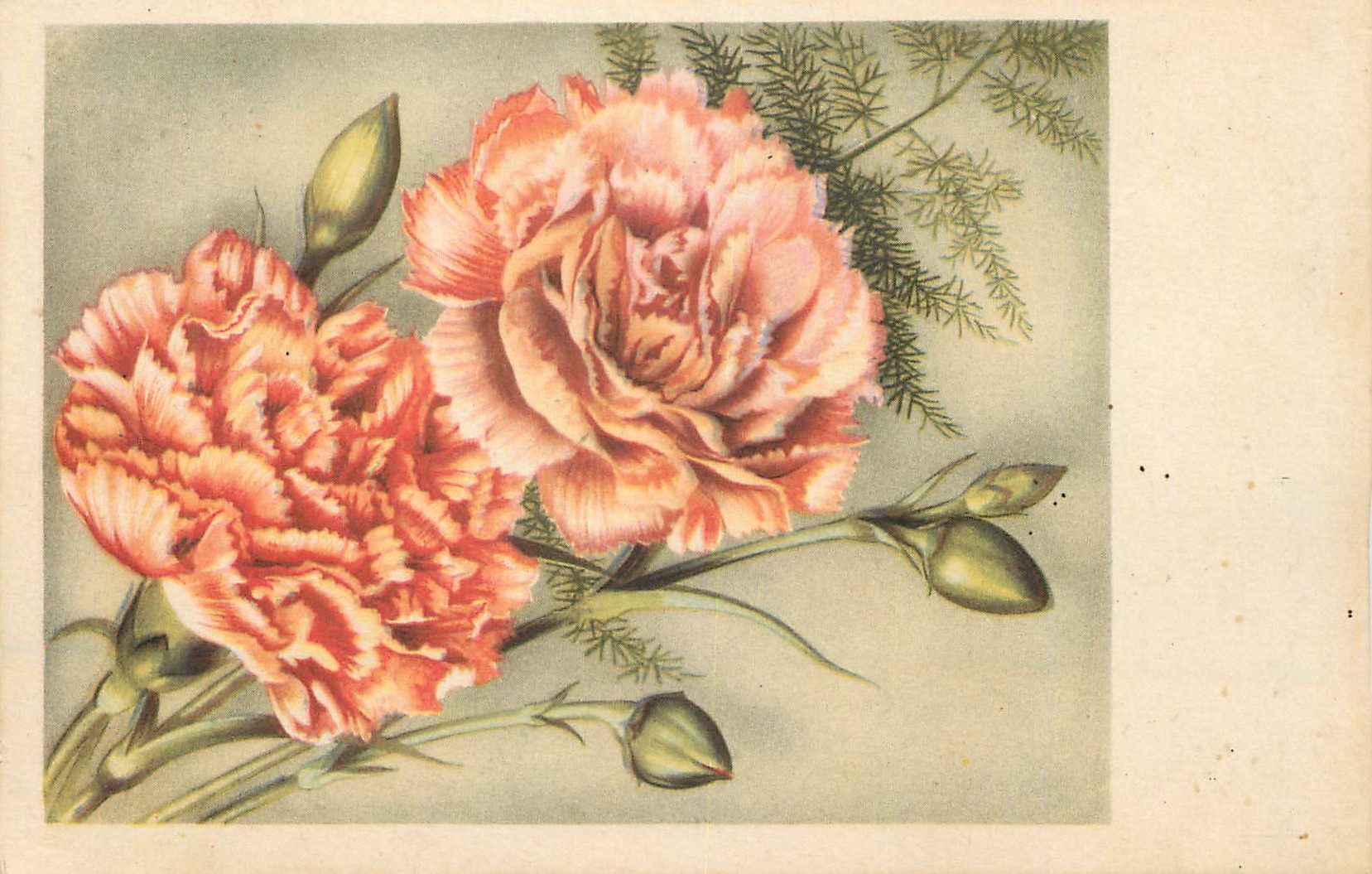 CPA Fleurs