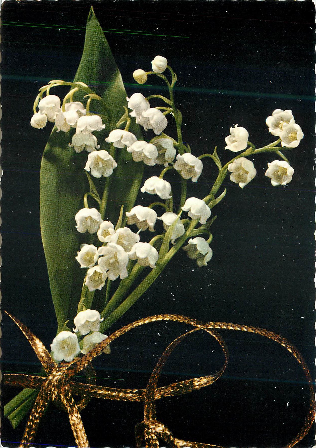 CPM Fleurs Muguet