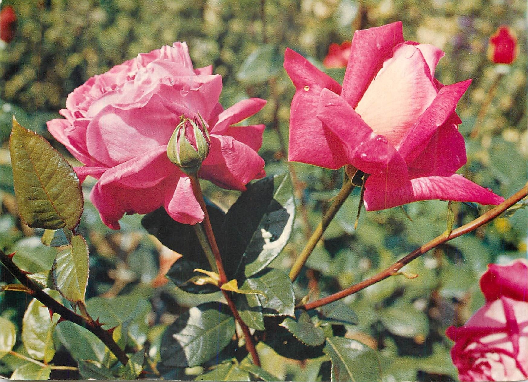 CPM Fleurs
