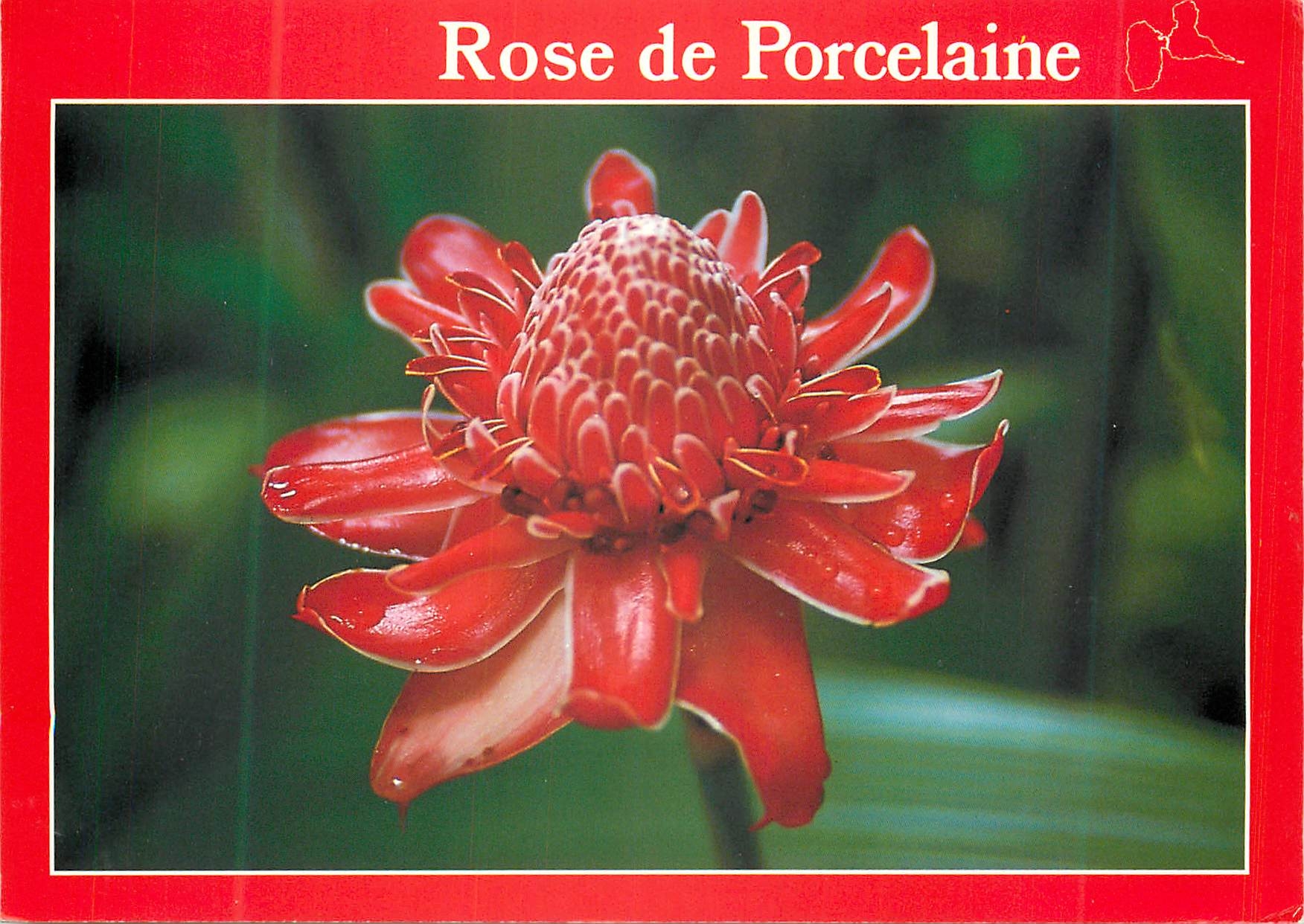 CPM Rose de porcelaine