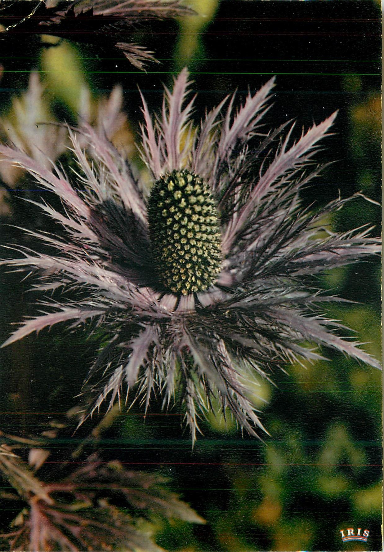CPM Flore de montagne panicaul reine des alpes eryngium alpinum