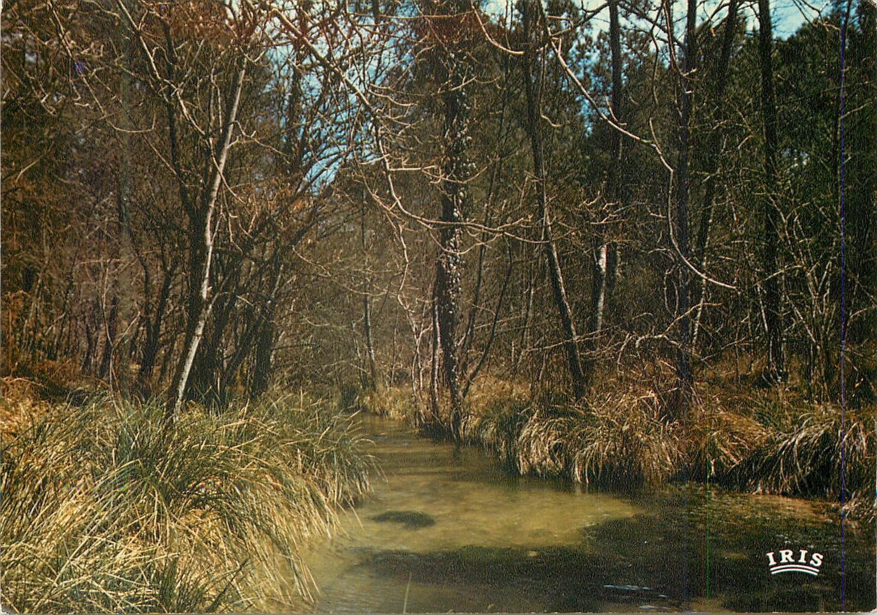 CPM Au pays landais le courant se perdait dans la foret au milieu des grandes herbes folles