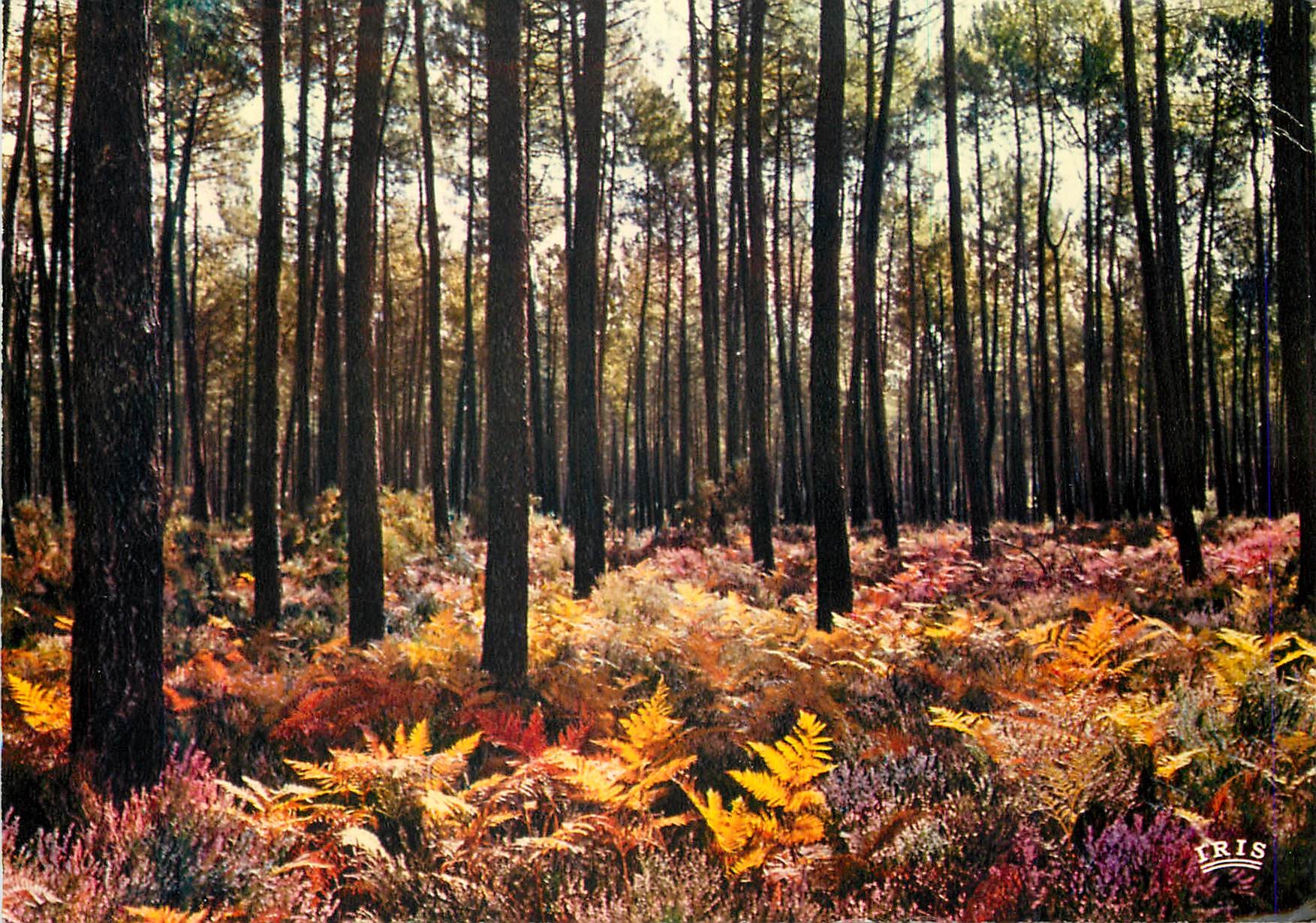 CPM Au payes landais la foret landaise automne