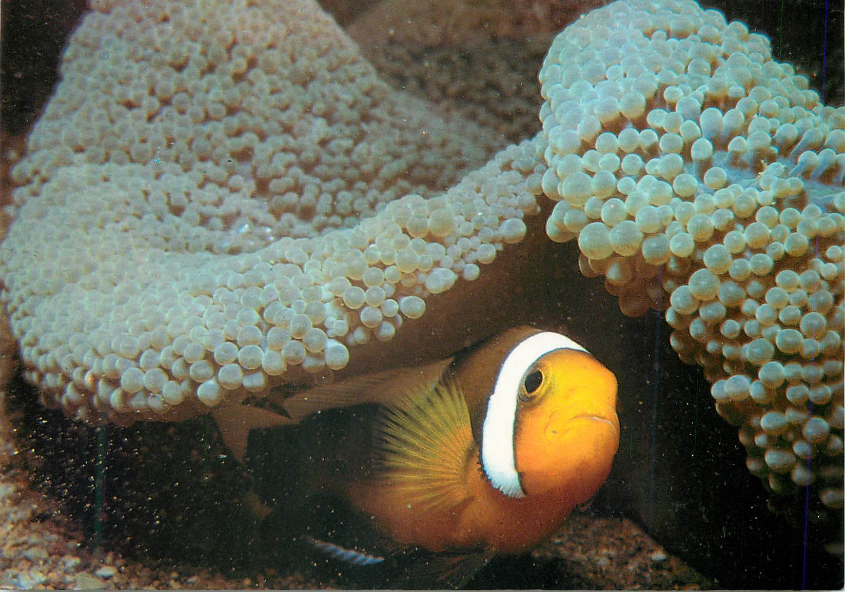 CPM Philippines frolic in the deep of the sea