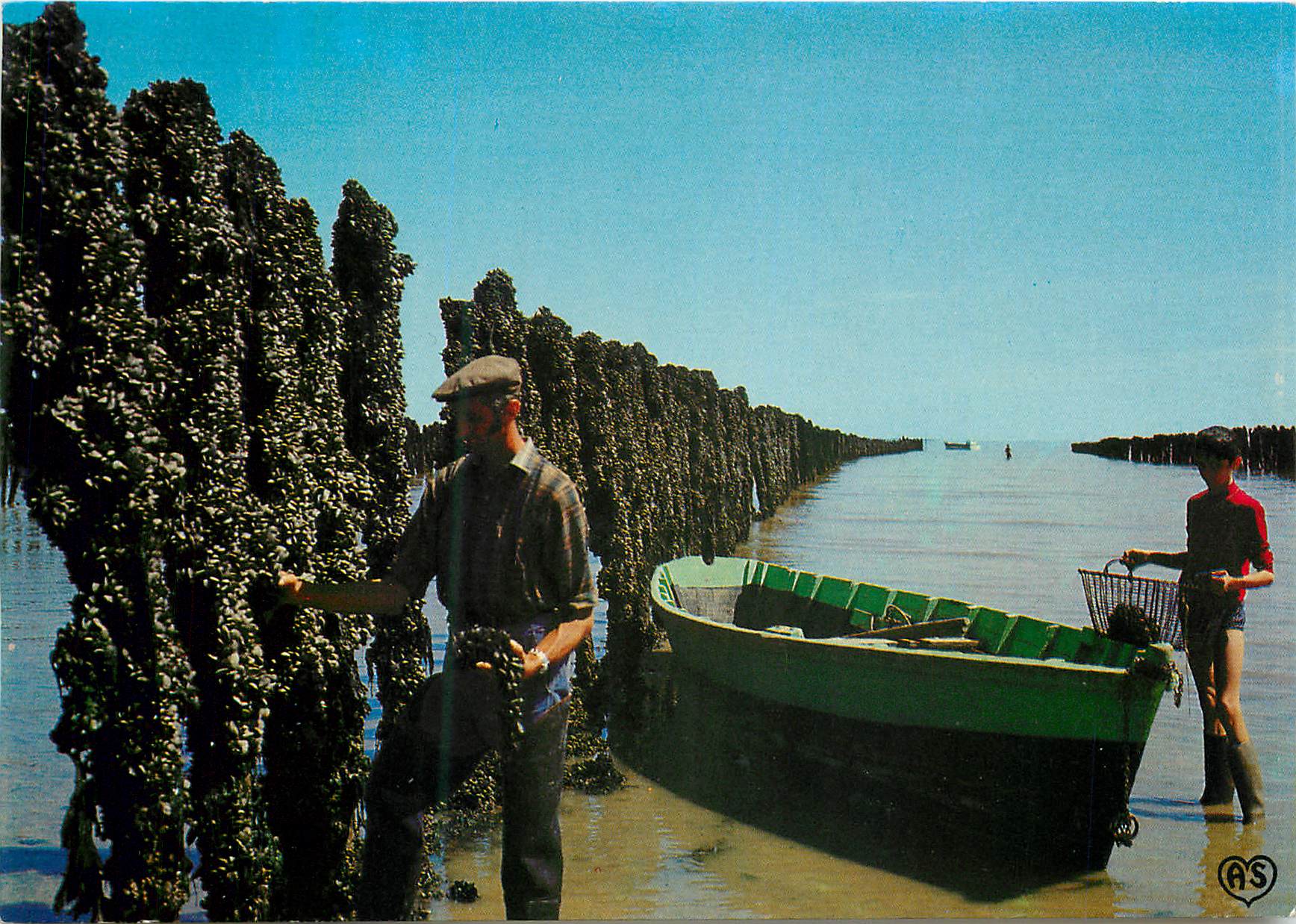 CPM Parcs a moules le mytiliculteur arrache les moules