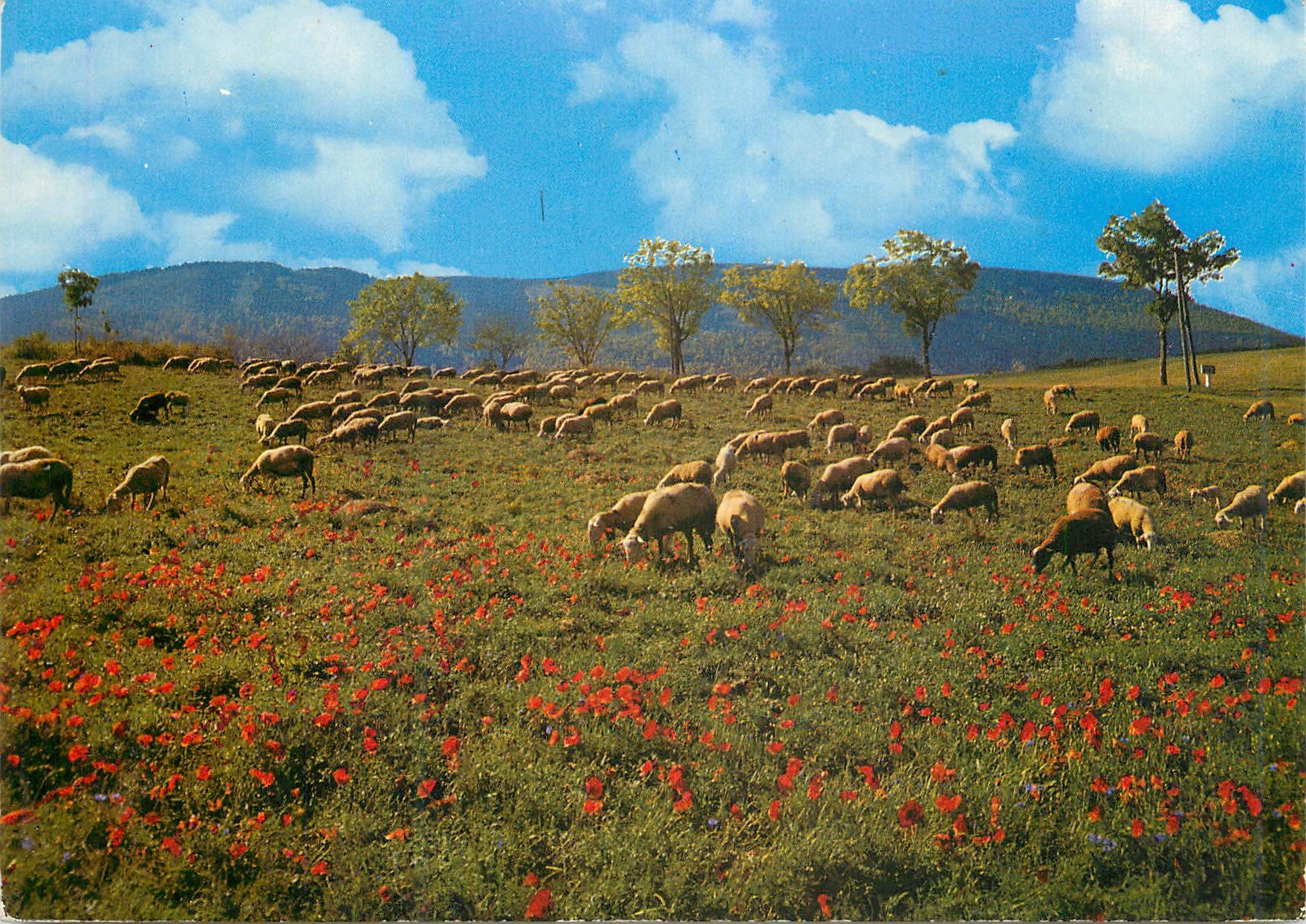 CPM Notre belle France Moutons