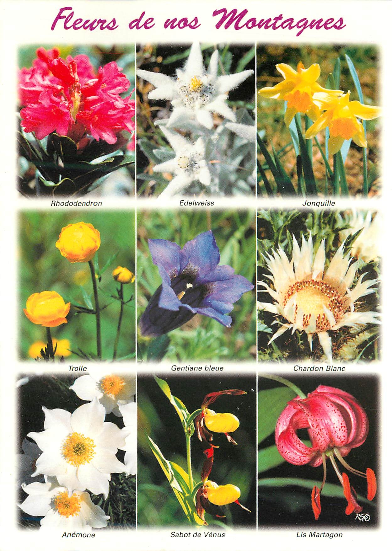 CPM Fleurs de nos montagnes