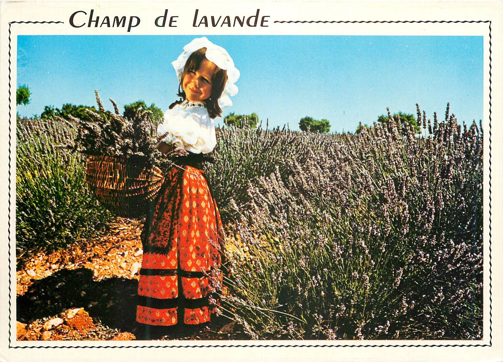 CPM Provence jeune provencale au milieu des lavandes