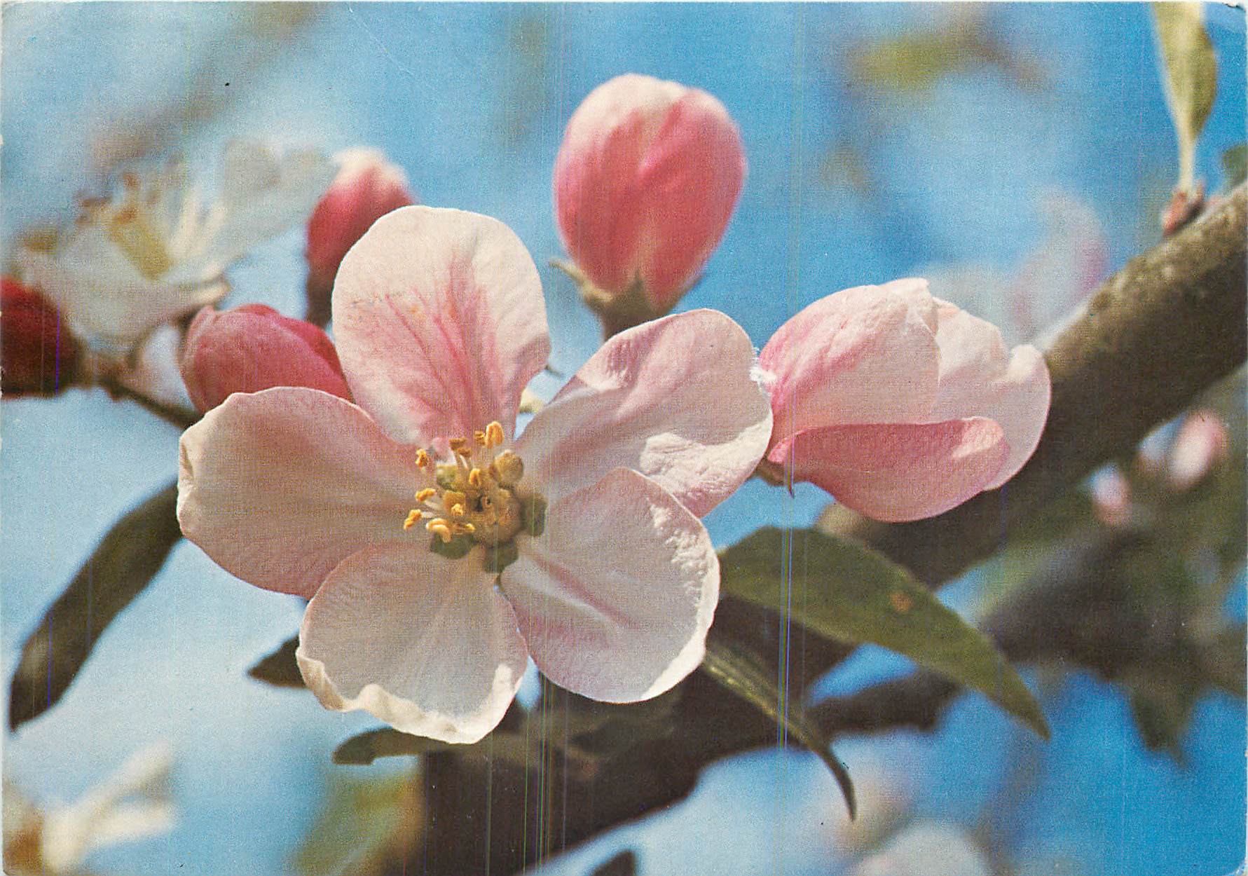 CPM Fleurs Fleur de pommier 